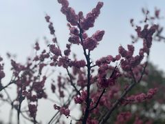 -红梅公园