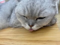 -李小姐の猫咖啡馆(五角场店)