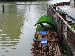-江门古劳水乡旅游区