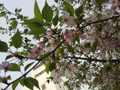 -武汉大学-樱园
