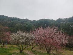 -无锡梅园公园