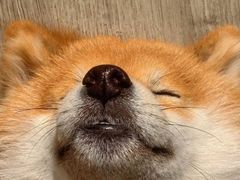 -柴犬高等学院·狗咖·柴犬售卖·宠物训练