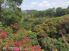 -深圳仙湖植物园