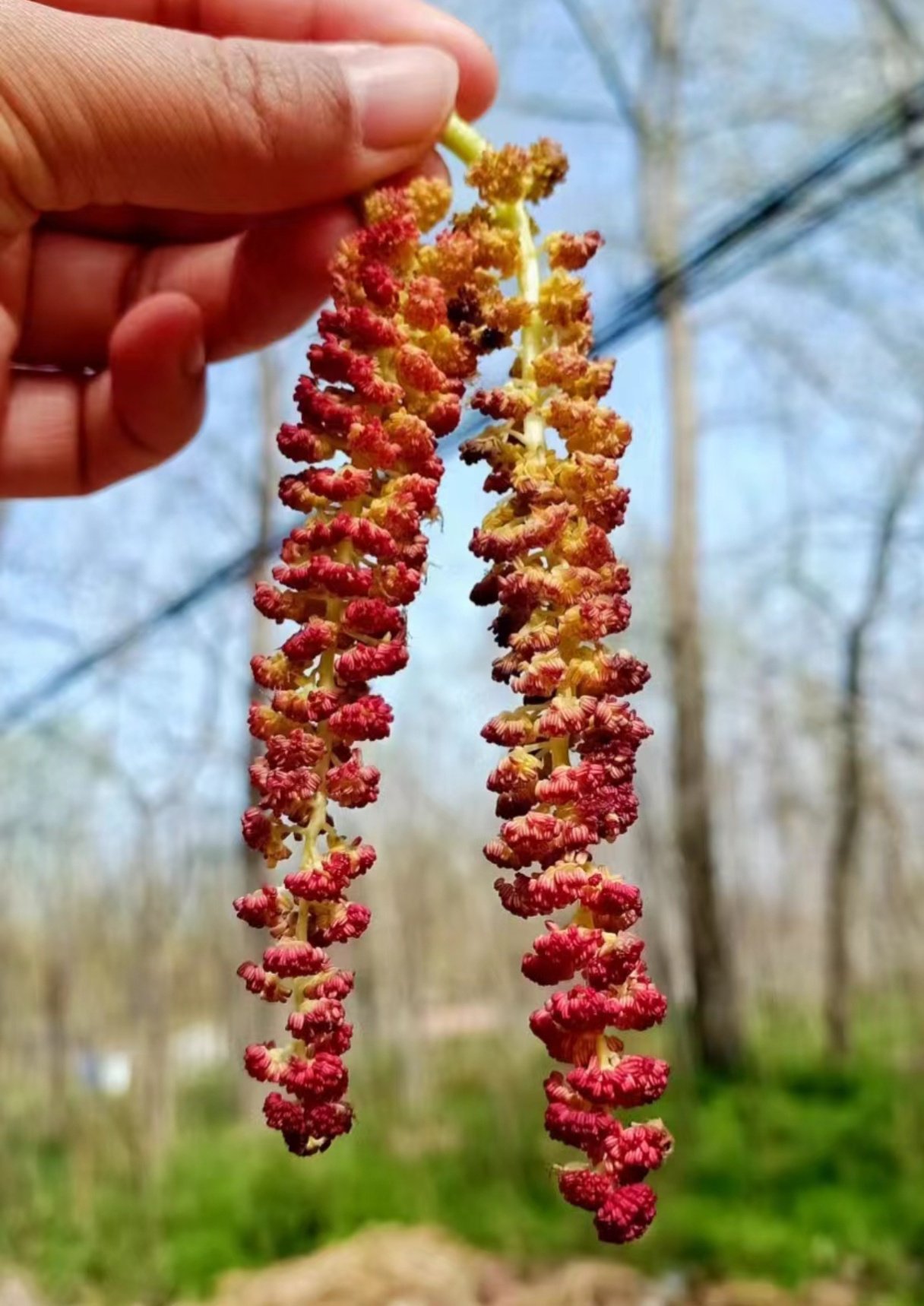 杨树吊吊馅儿饺子你吃过么?