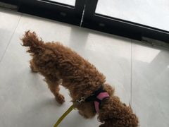 -中农大我爱我爱动物医院·核磁CT·猫病·24小时夜诊中心(石佛营店)