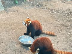 -上海野生动物园