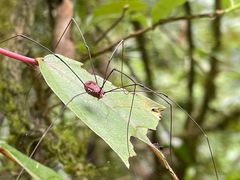 -西岭雪山大飞水景区