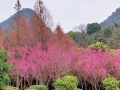 -贵阳市花溪国家城市湿地公园