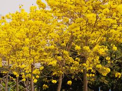 -天适樱花悠乐园