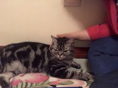 -Meowの猫咖(万家丽店)