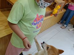 -柴源莊·柴小宠柴犬咖啡