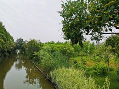 -上海长兴岛郊野公园