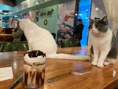 -猫小院猫主题餐厅(三里屯店)