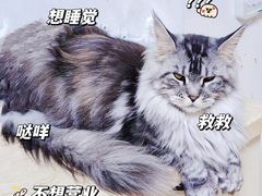 -十年猫舍·猫咪专门店(普陀店)