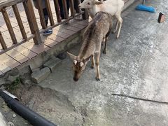 -北京鹿世界主题园