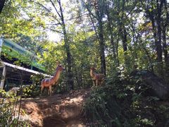 -洛阳白云山景区