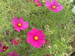 android_upload_pic-北京东方普罗旺斯薰衣草庄园