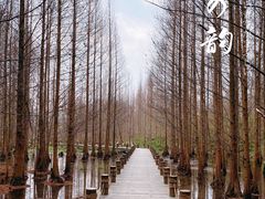 -桤木河湿地公园