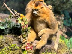 -陕西自然博物馆