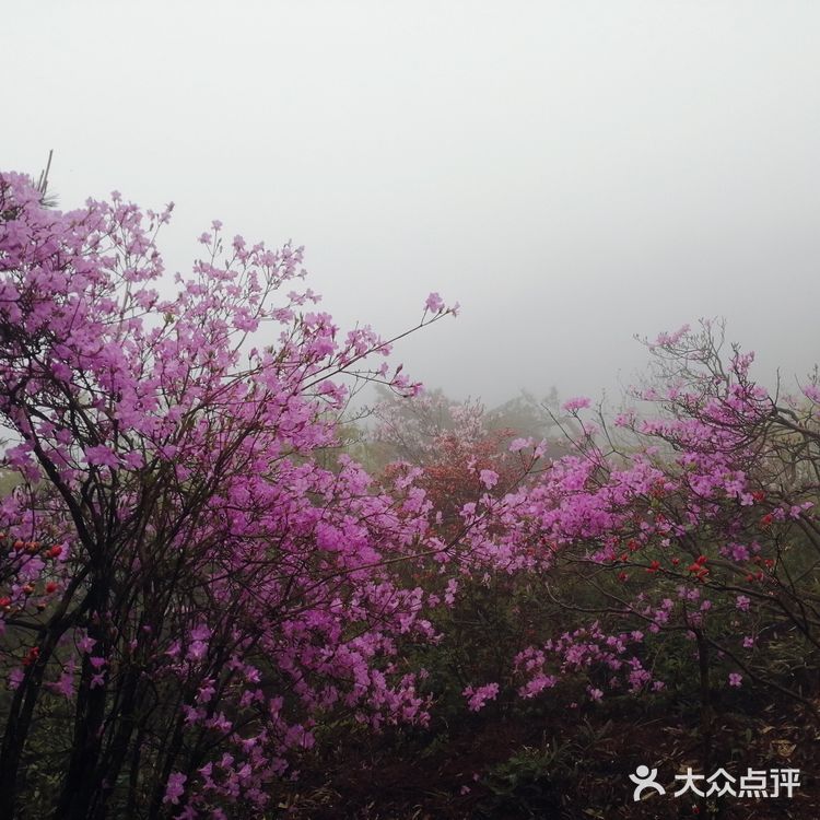 人间四月芳菲尽 花台杜鹃始盛开