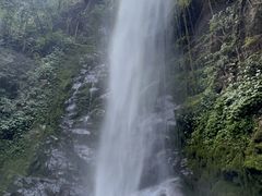 -莫里热带雨林景区