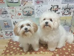-宠物之家Pets Home 宠物寄养酒店