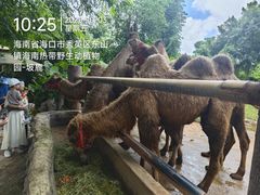 -海南热带野生动植物园
