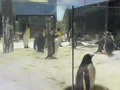 -悉尼海洋生物水族馆
