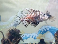 -烟台海昌鲸鲨海洋公园