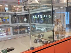 -三花喵·撸猫购宠·宠物生活馆(虹桥南丰城店)