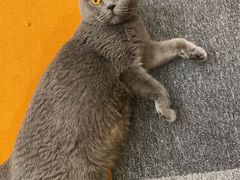-米宠家·撸猫猫咖小萌宠·猫咪洗澡·猫咪寄养(高新大都荟店)