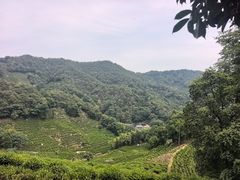 -十八棵（老龙井）御茶园(老龙井店)