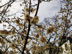 -东山雕花楼