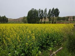 -山丹皇家马场