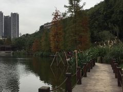 -重庆彩云湖湿地公园