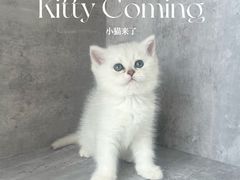 -小猫来了·猫舍(红山六九七九店)