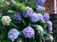 -鼓岭旅游度假区