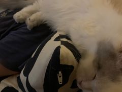 -momokira米努特·德文卷毛猫·棉花面纱犬