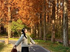 -黄海国家森林公园