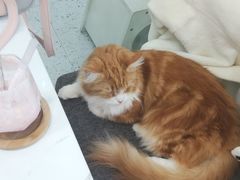 -喵园·猫主题咖啡厅·撸猫·猫咖(国贸店)