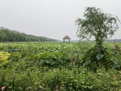 -西青郊野公园