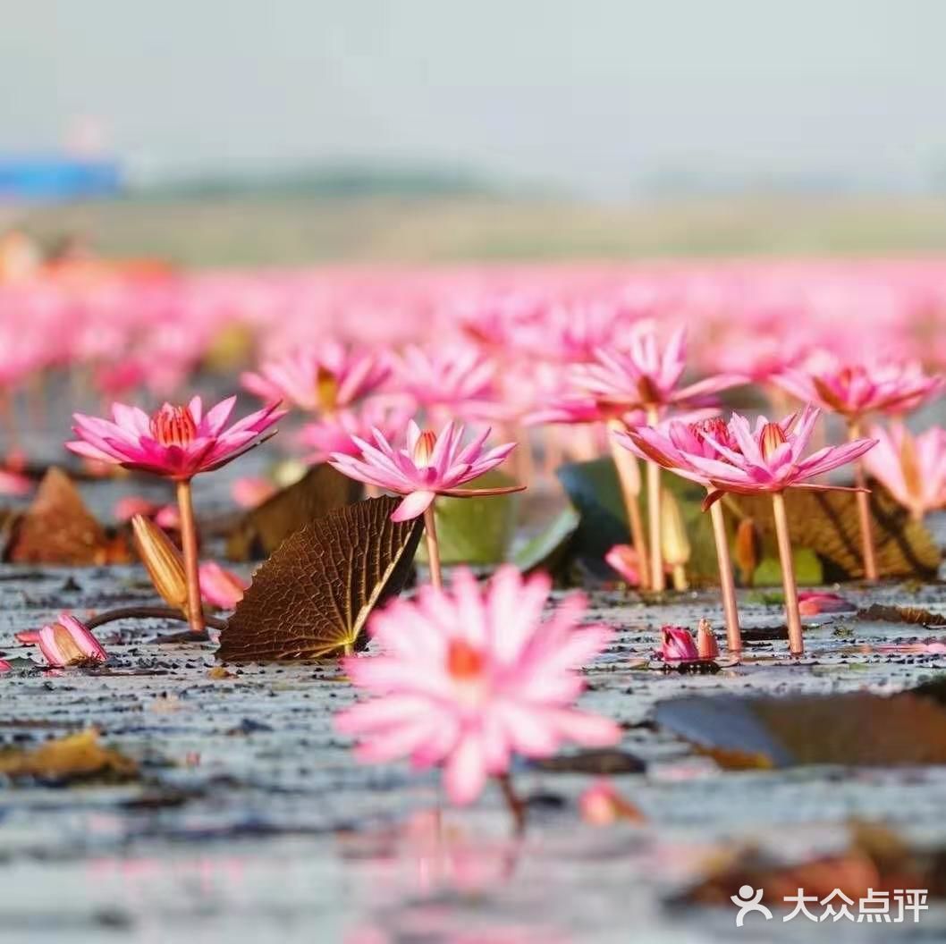 绝美秘境 万亩睡莲 绽放梦幻地平线