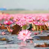 绝美秘境 万亩睡莲 绽放梦幻地平线