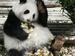 -成都大熊猫繁育研究基地