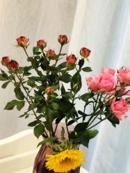 -涌泉妈咪树通乳·产后恢复