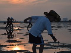 -红树林天天赶海