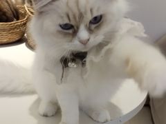 -怪兽屋·羊驼·猫咖·狗咖(俊华广场店)