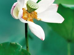 -荔枝公园(福田区)