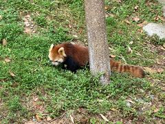 -都江堰中华大熊猫苑