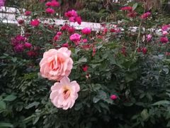 -人民公园(罗湖区)